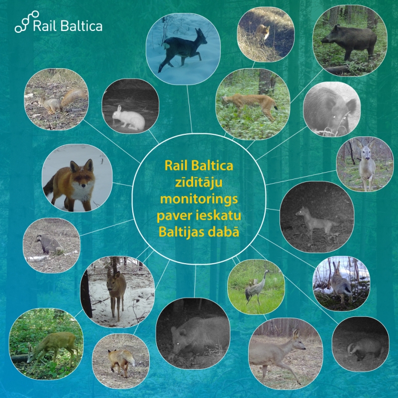 infografika par zīdītāju pētījumu