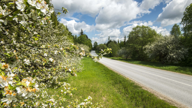 autoceļš pavasarī