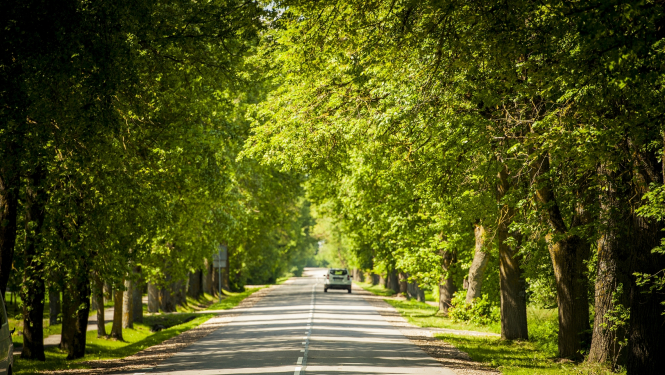 autoceļš zaļā koku alejā