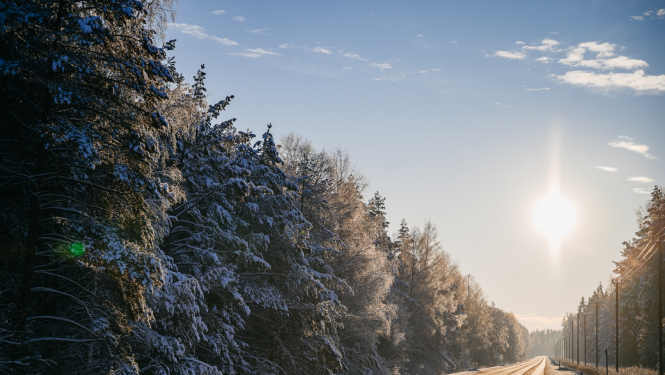 koku ieskauts autoceļš saulainā ziemas dienā