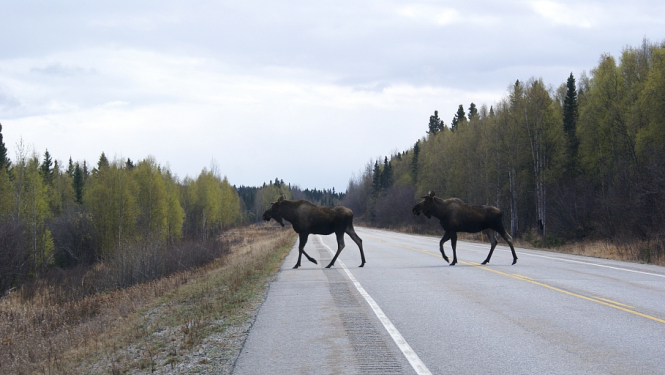 Rudenī dzīvnieki biežāk iznāk uz ceļa