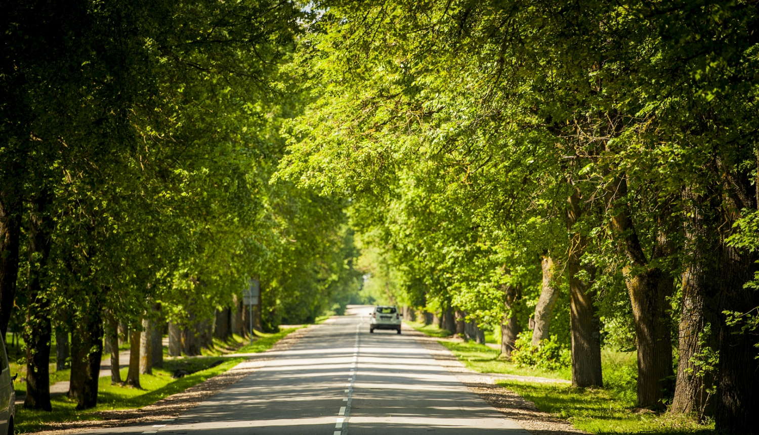 autoceļš zaļā koku alejā