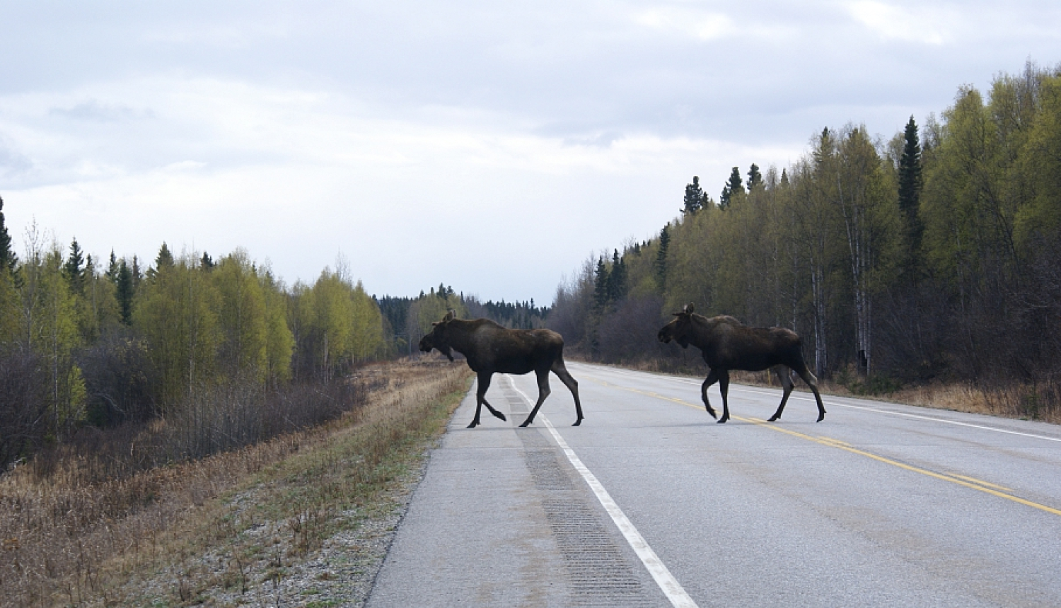 Rudenī dzīvnieki biežāk iznāk uz ceļa